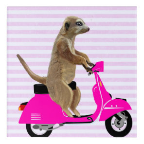 Meerkat on Pink Moped Acrylic Print