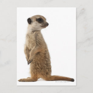 Meerkat or Suricate - Suricata suricatta Postcard