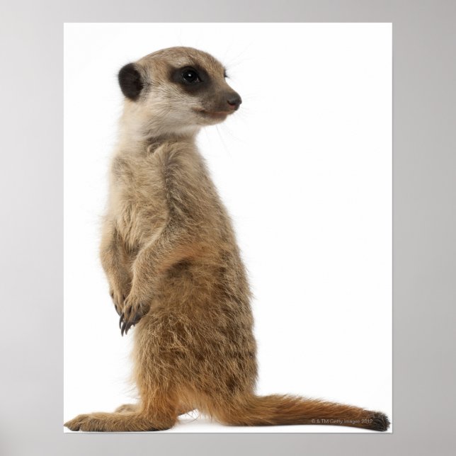 Meerkat or Suricate - Suricata suricatta Poster (Front)