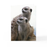 Meerkat Pair Greeting Card