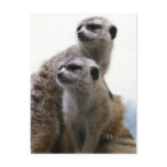 Meerkat Pair Postcard
