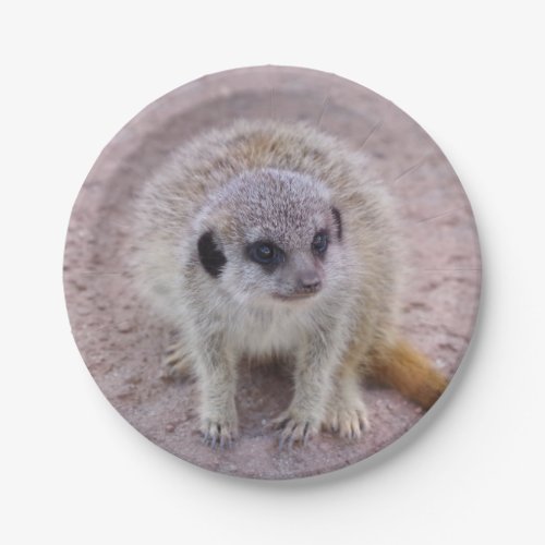 Meerkat Paper Plates