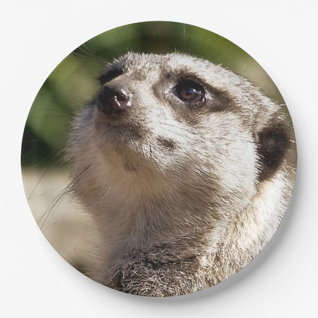 MEERKAT PAPER PLATES (Front)