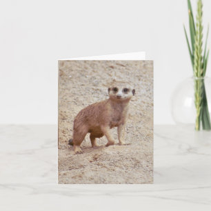 Meerkat Photo Folded Note Card