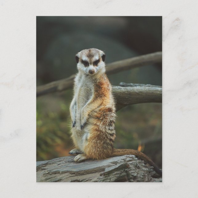 Meerkat Photo Postcard (Front)