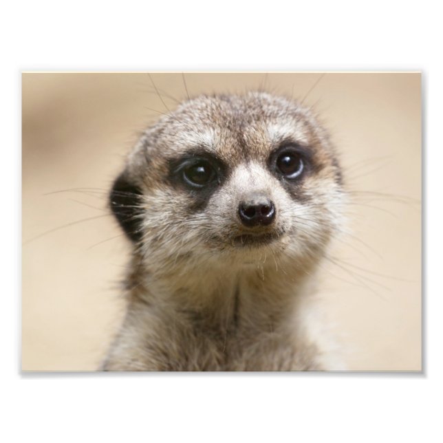 Meerkat Photo Print (Front)