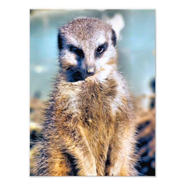 MEERKAT PHOTO PRINT (Front)