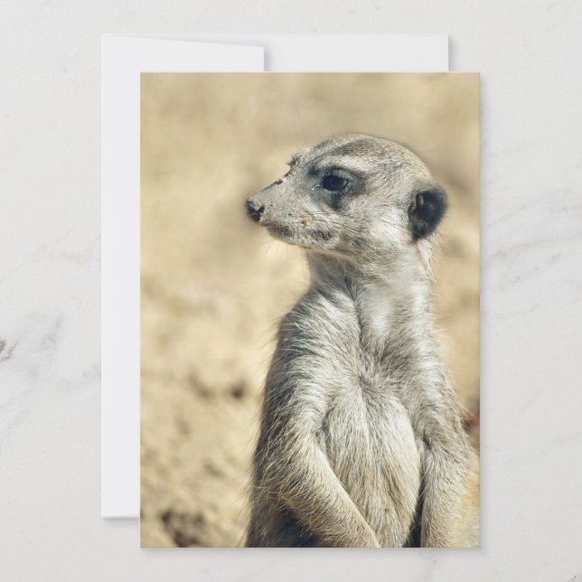 Meerkat Portrait with Soft Painterly Photo Art