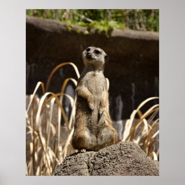 Meerkat Poser Poster (Front)