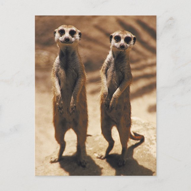 Meerkat postards postcard (Front)