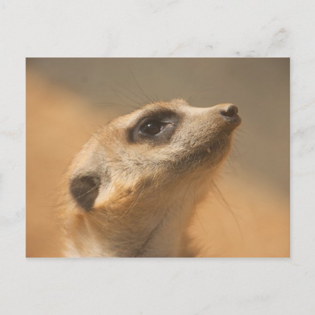 Meerkat Postcard (Front)