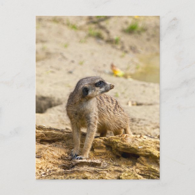 Meerkat Postcard (Front)