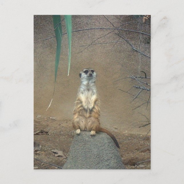 Meerkat Postcard (Front)