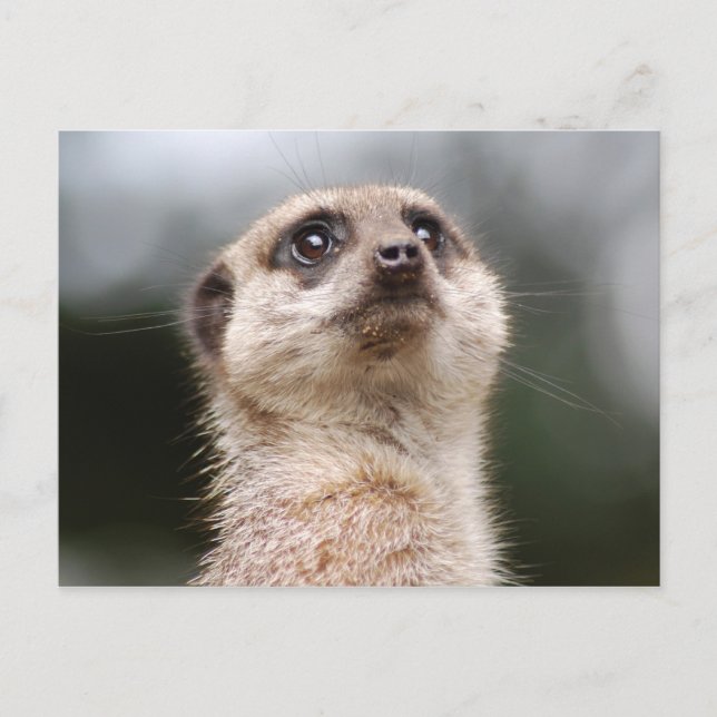Meerkat Postcard (Front)
