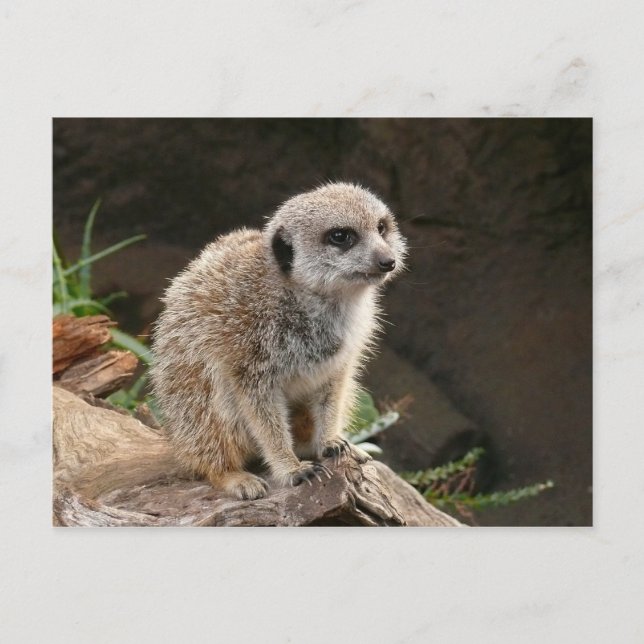 Meerkat Postcard (Front)