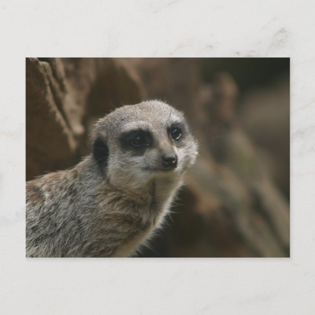 Meerkat Postcard (Front)