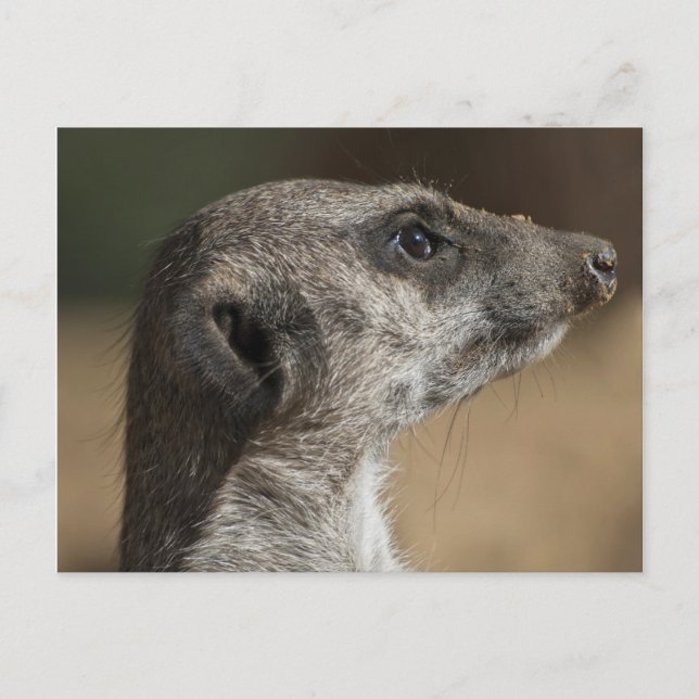 Meerkat Postcard (Front)