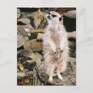 Meerkat Postcard