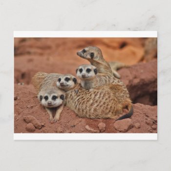 Meerkat Postcard by The_Everything_Store at Zazzle