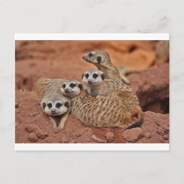 Meerkat Postcard (Front)