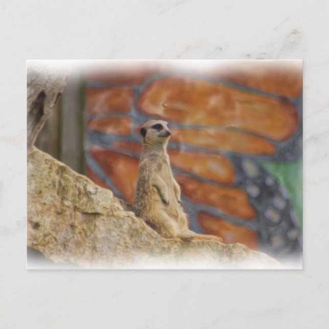 Meerkat Postcard (Front)
