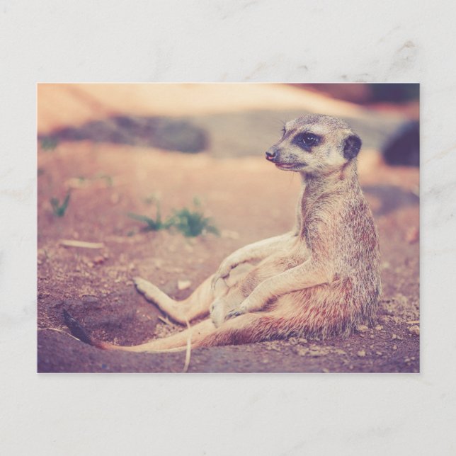 Meerkat Postcard (Front)