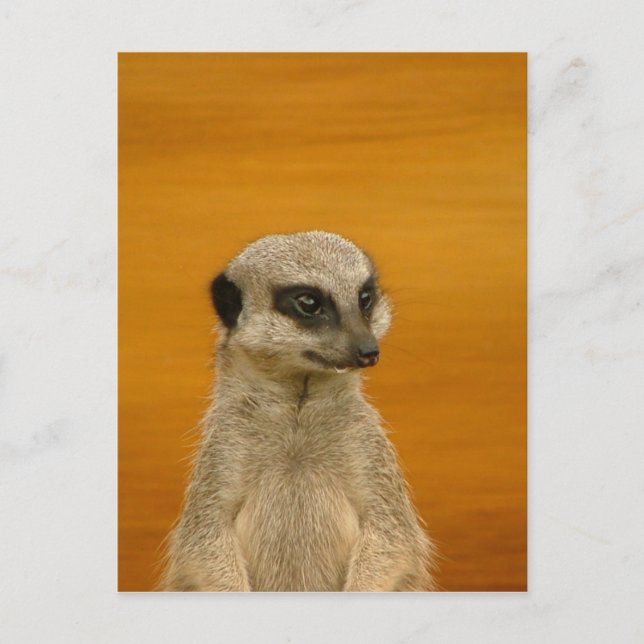 Meerkat Postcard (Front)