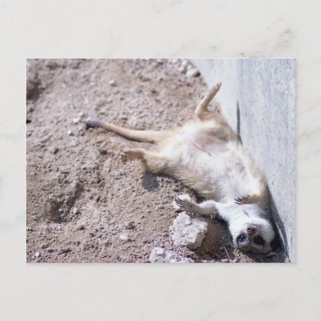 Meerkat Postcard (004) (Front)