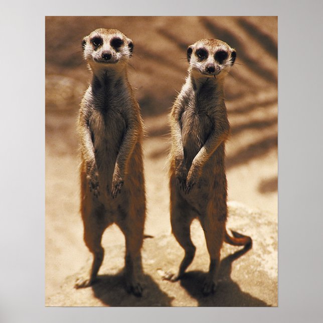 Meerkat Poster (Front)