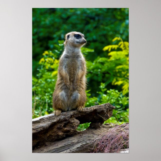 Meerkat Poster (Front)
