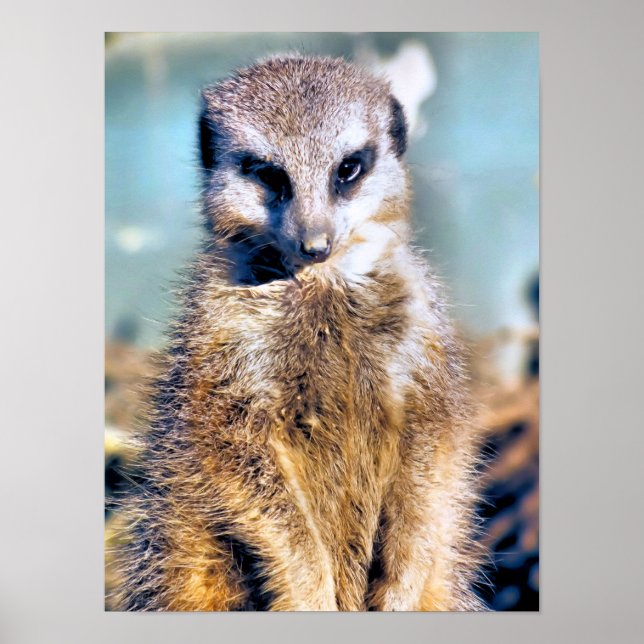 MEERKAT POSTER (Front)