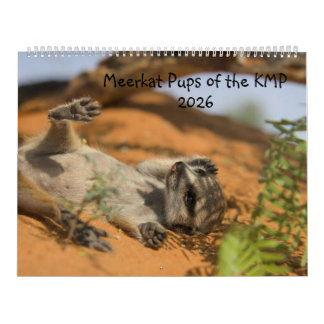 Meerkat Pups of the KMP 2026 Calendar