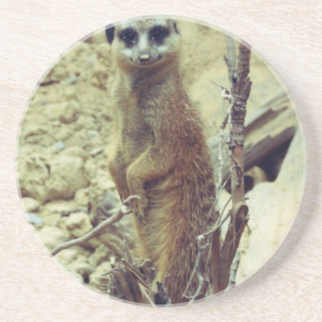 Meerkat Sandstone Coaster (Front)