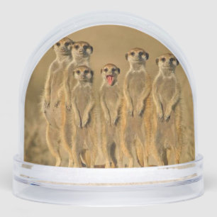 Meerkat snow globe
