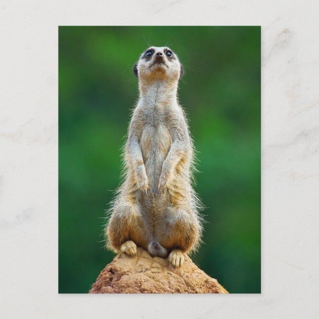 Meerkat standing guard postcard (Front)