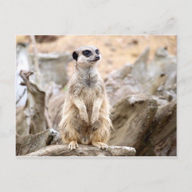 Meerkat standing tall postcard (Front)