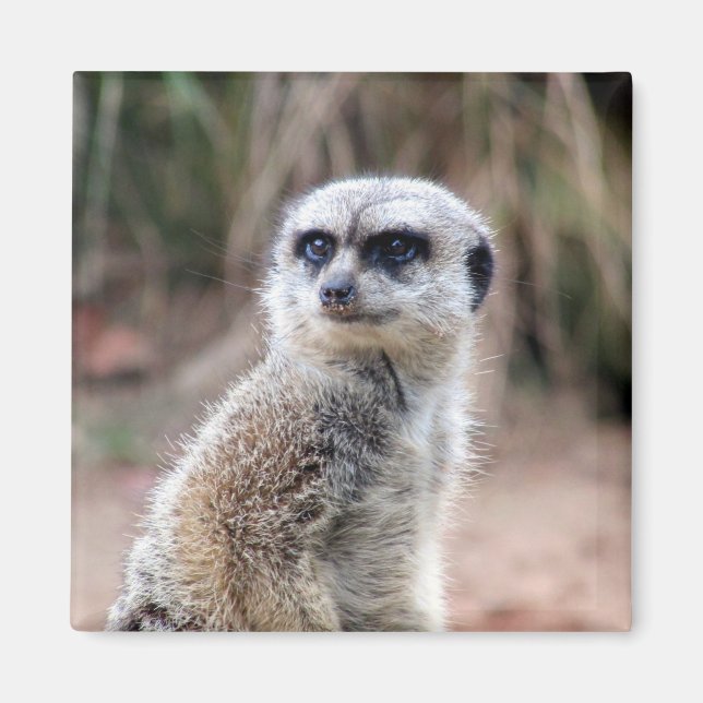 meerkat stare magnet (Front)
