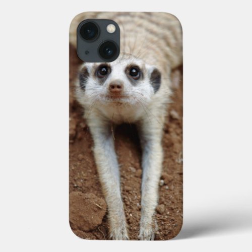 Meerkat Suricata Suricatta Cooling Down iPhone 13 Case