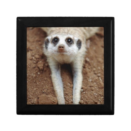 Meerkat Suricata Suricatta Cooling Down Jewelry Box