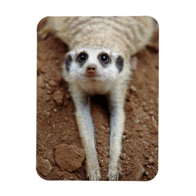 Meerkat (Suricata Suricatta) Cooling Down Magnet (Vertical)