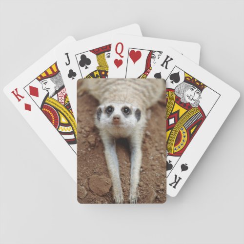 Meerkat Suricata Suricatta Cooling Down Poker Cards