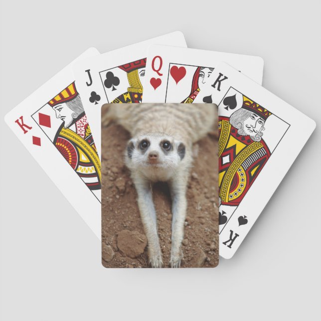 Meerkat (Suricata Suricatta) Cooling Down Poker Cards (Back)