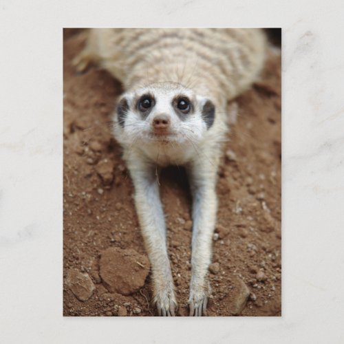 Meerkat Suricata Suricatta Cooling Down Postcard