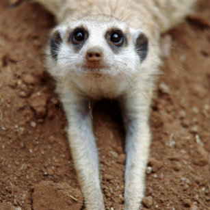 Colorful Meerkat Gifts On Zazzle