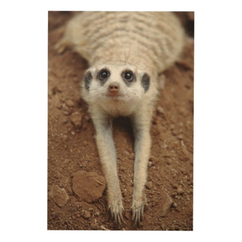 Meerkat Suricata Suricatta Cooling Down Wood Wall Art