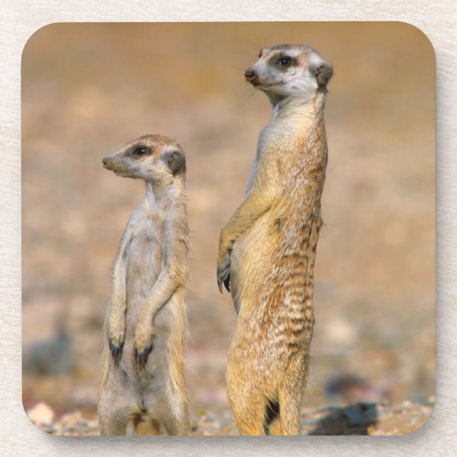 Meerkat (Suricata Suricatta) Sentinels, Karas Beverage Coaster (Front)