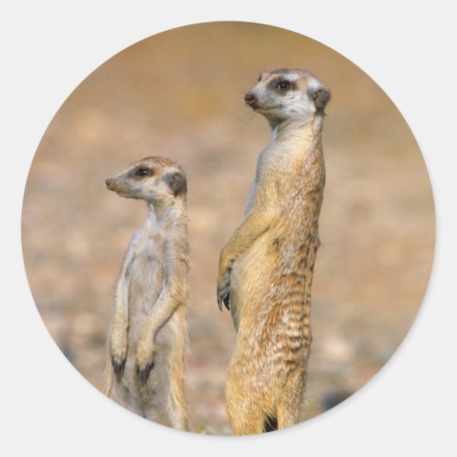 Meerkat (Suricata Suricatta) Sentinels, Karas Classic Round Sticker (Front)
