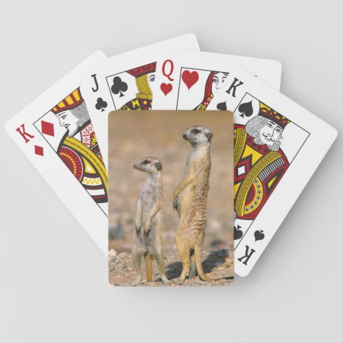 Meerkat Suricata Suricatta Sentinels Karas Playing Cards