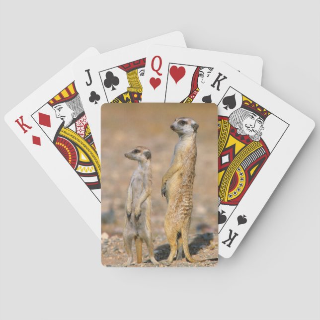 Meerkat (Suricata Suricatta) Sentinels, Karas Poker Cards (Back)