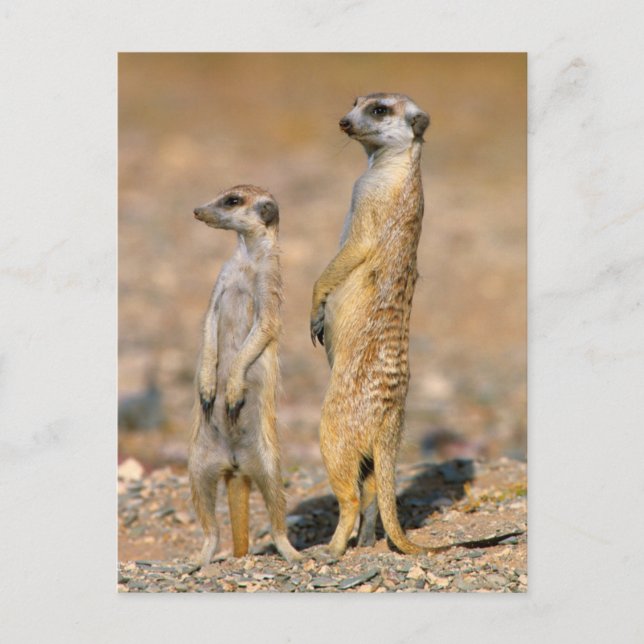 Meerkat (Suricata Suricatta) Sentinels, Karas Postcard (Front)
